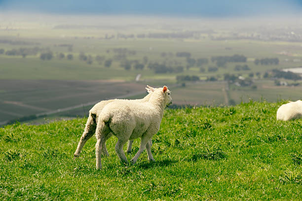 Young livestock wander across bright countryside slope lamb flock pasture
