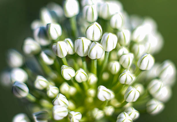 Macro view of a spherical cluster of white and green striped onion flower buds (Allium) before full bloom, set against a soft bokeh background.