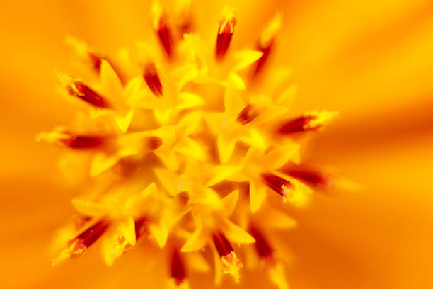 Detailed macro view of an orange flower's core, showing star-shaped yellow florets and red-tipped stamens in soft, natural light.