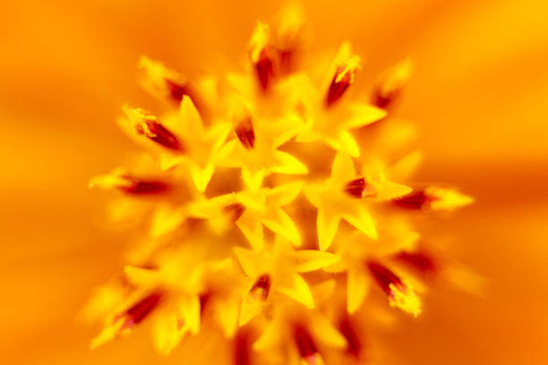 Detailed macro view of an orange flower's core, showing star-shaped yellow florets and red-tipped stamens in soft, natural light.