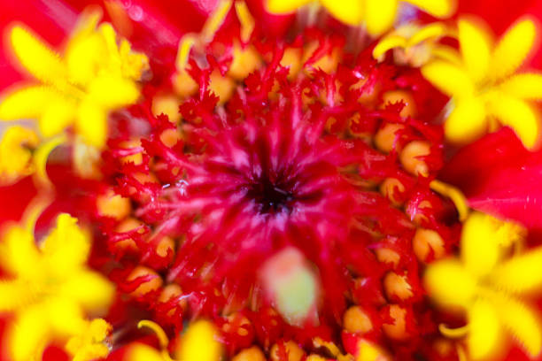 Vibrant macro shot of a red zinnia's center, featuring a deep crimson textured core surrounded by bright yellow star-shaped florets.