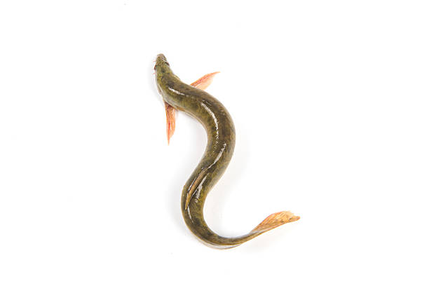 Fresh live loach on white background