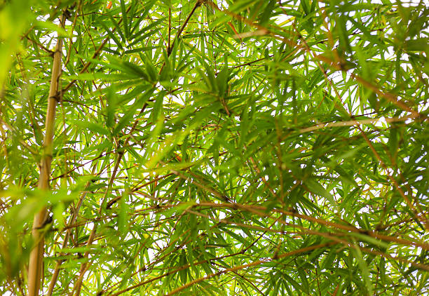 Bamboo with Tree Trunks. Fresh green bamboo Bambusoideae with blurred tree trunks in the background. A vibrant and natural setting.
