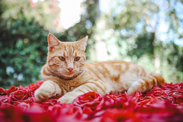 Ginger cat on a lawn with dry grass. Homeless cat resting outdoors