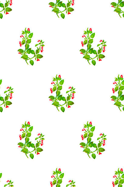 Seamless Floral Pattern:Antique botany illustration of wild flowers: Common Calamint, Calamintha officinalis