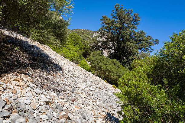 A sunlit hillside covered in loose white stones descends through dense green Mediterranean vegetation and mature trees near Baunei, Sardinia. Bright blue sky and rugged textures create a wild, natural atmosphere.