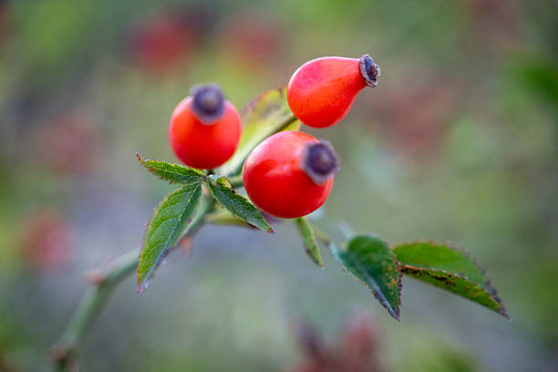 Close-up photograph of a rosehip fruit on a wild rose bush, with focus on the nearest berry. The background is softly blurred, highlighting the natural texture and vibrant red color of the rosehip.