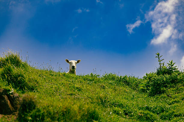 Lone farm animal gazes grassy slope below lamb livestock pasture meadow hillside