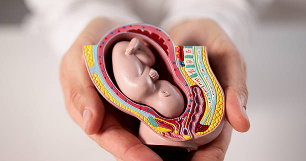 istock Doctor Examines Plastic Fetus Model 2255846124