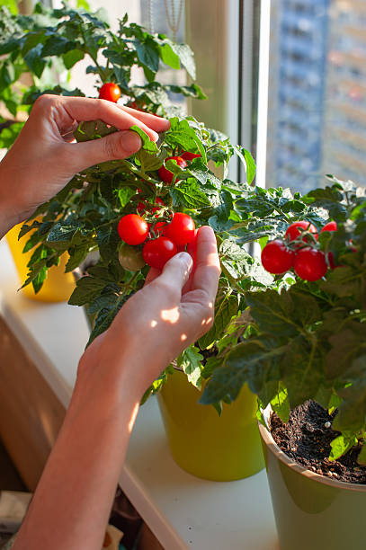 Hands gently tend to ripe cherry tomatoes on vibrant green plants sitting on a sunlit windowsill indoors, showcasing the joy of home gardening and nurturing fresh produce.