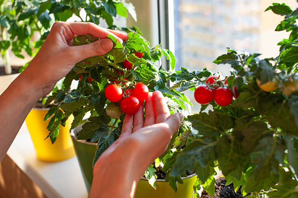 Hands carefully pick ripe cherry tomatoes from green plants near a brightly lit window in the evening sunlight. The scene captures indoor gardening and harvest.