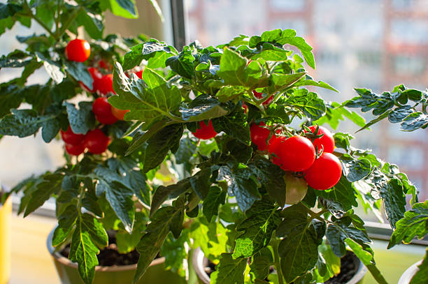Bright red cherry tomatoes hang from lush green foliage of indoor plants, catching sunlight by a window, creating a lively and fresh atmosphere in the space.