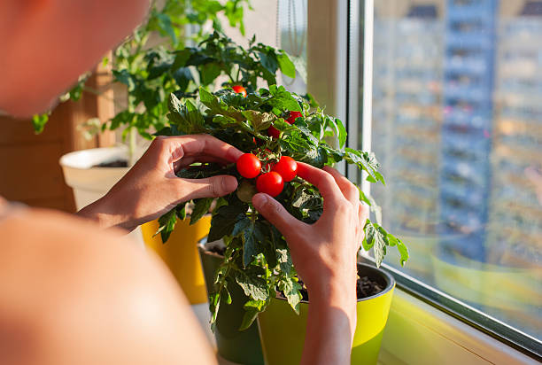 Fingers gently pick ripe red tomatoes from a healthy green plant while sunlight streams through a large window, illuminating the indoor gardening space.