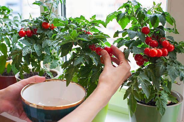A hand reaches out to pick ripe cherry tomatoes from a small plant by a window. Bright green leaves surround the vibrant red fruit in pots. Sunlight filters through the glass.