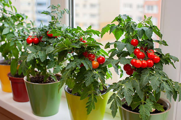 Cherry tomato plants flourish in vibrant pots on a sunlit windowsill. Red and ripening tomatoes create a lively display of home gardening in an urban setting.