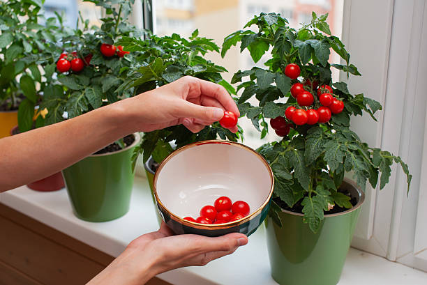 Hands are gently picking ripe cherry tomatoes from lush green plants on a sunny windowsill, with a bowl ready to collect the fresh produce.