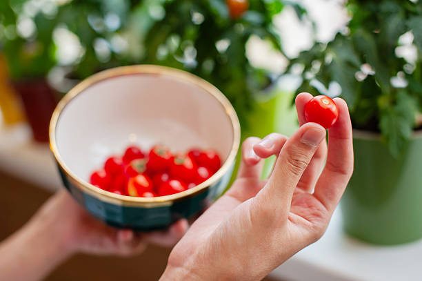 Hands hold a ripe cherry tomato above a bowl filled with freshly picked red tomatoes, surrounded by green plants on the kitchen counter in bright sunlight.