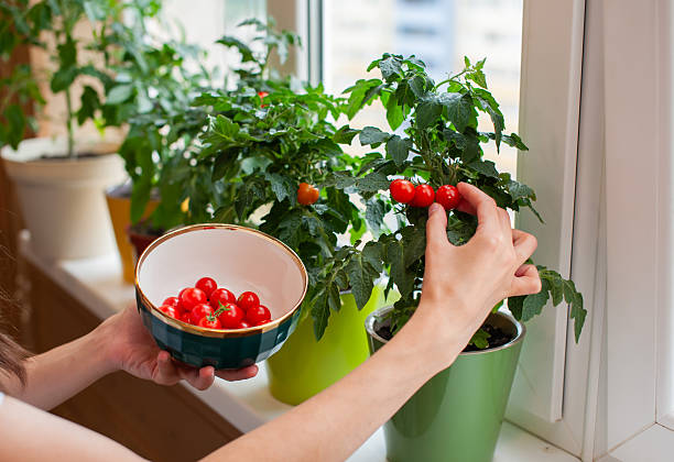 Hands gently pick ripe cherry tomatoes from thriving plants on a windowsill, showcasing urban gardening in a cozy kitchen setting. Bright light illuminates the vibrant colors.