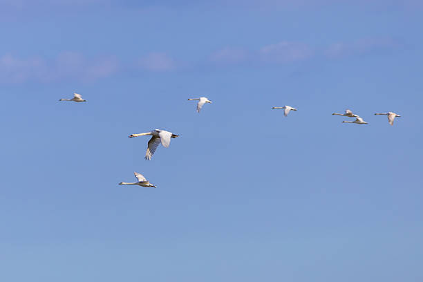 mute swan family flock of large  flying in sunny blue sky