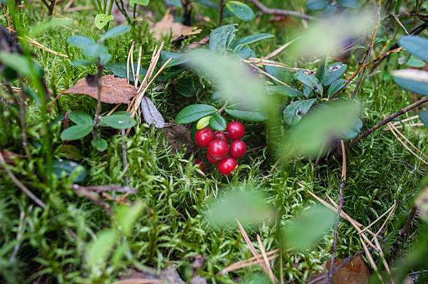 Wild lingonberries and cranberries growing in the forest close-up