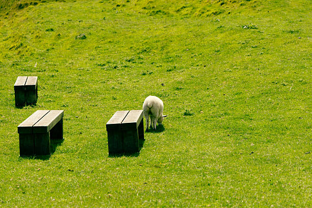 Lambs in spring sunshine, South Gloucestershire, England, United Kingdom