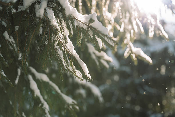 Sunlit snowy fir branches, winter forest background. High quality photo