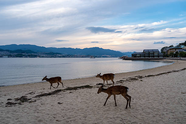Deer wander peacefully along the sandy shore of Miyajima at sunset, with calm waters and distant mountains completing the serene scene