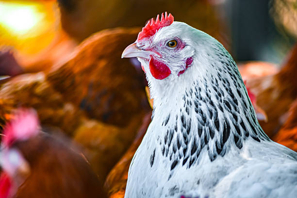 Chickens on traditional free range poultry farm.