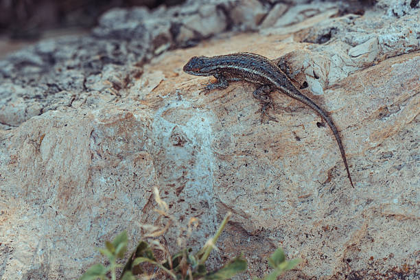 Small desert lizard resting on a rock in the Grand Canyon area. Wildlife and fauna of the American Southwest, natural habitat, arid environment and reptile behavior in a rocky landscape.