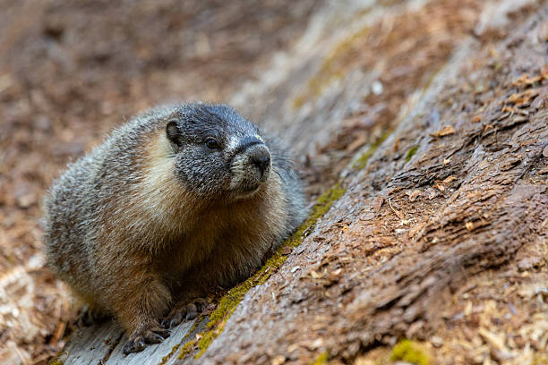 Cute Prairie Dog Standing on Hind Legs Inside Zoo Enclosure