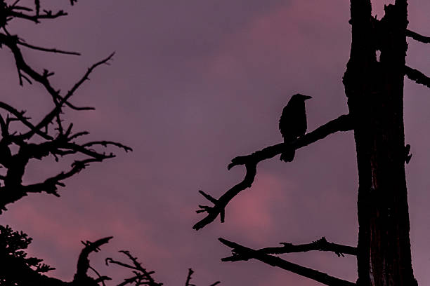 Black white picture, black silhouette of flying raven with spread wings, white background
