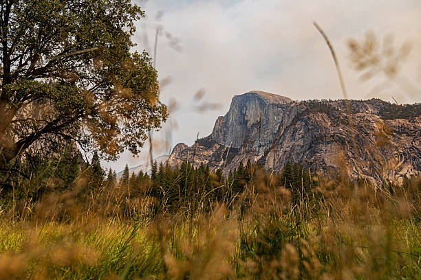 Scenic view of Half Dome rising above a grassy meadow with trees in Yosemite National Park, capturing the iconic granite landscape and natural wilderness of California.