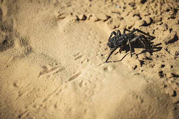 A Desert Tarantula (Aphonopelma iodius) at Zion National Park in Utah