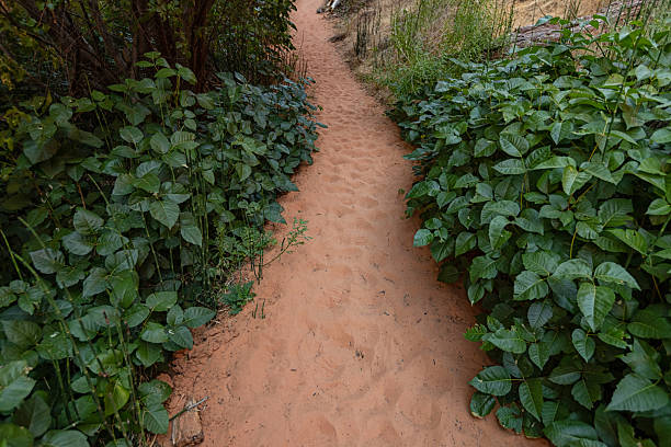 Poison ivy plants growing densely along a narrow sandy trail, highlighting potential hazard for hikers and the contrast between lush green foliage and desert footpath.