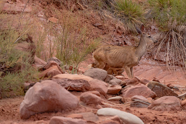 Wild mule deer buck with antlers standing alert in desert scrubland near Moab, Utah, surrounded by red soil, sagebrush, cactus, and arid vegetation typical of the American Southwest.