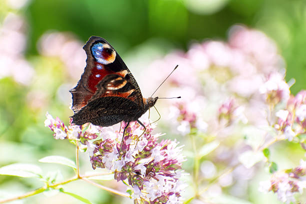 Peacock butterfly (Aglais io) sits on blooming wild oregano (Origanum vulgare).