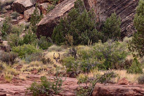 Wild mule deer buck with antlers standing alert in desert scrubland near Moab, Utah, surrounded by red soil, sagebrush, cactus, and arid vegetation typical of the American Southwest.