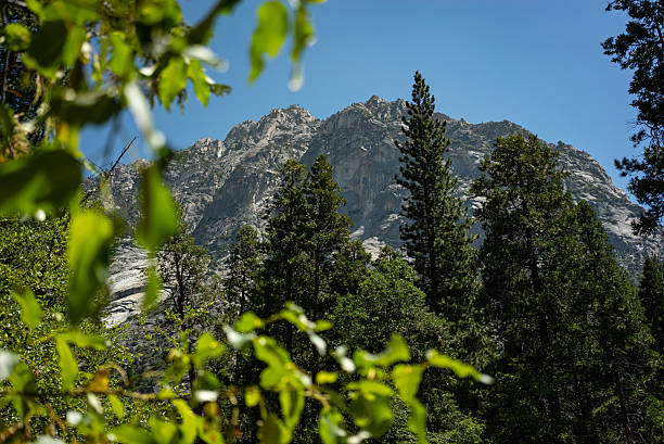 Morning sunlight filters through tall pine trees with dramatic granite cliffs rising in the background in Kings Canyon National Park, California, evoking wilderness, scale, and serenity in the Sierra Nevada mountains.