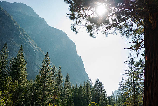 Morning sunlight filters through tall pine trees with dramatic granite cliffs rising in the background in Kings Canyon National Park, California, evoking wilderness, scale, and serenity in the Sierra Nevada mountains.