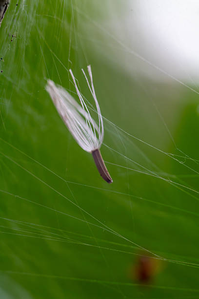 Seed Caught in Spider Web with Green Nature Background