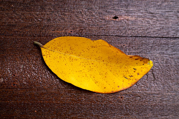 Single Yellow Leaf on Rustic Wooden Background