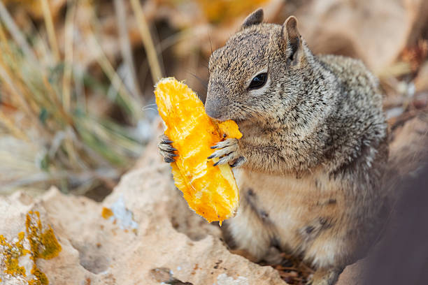 Close-up of a wild squirrel holding and eating human food inside a natural environment. The image highlights the negative impact of feeding wildlife and the importance of respecting park rules and animal behavior in protected areas.