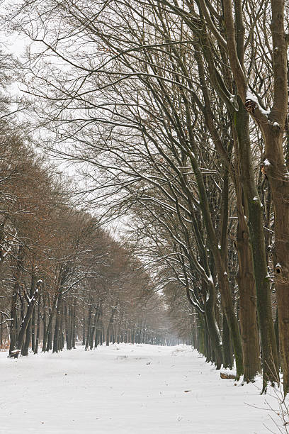 A serene Netherlands winter scene features a snow-covered forest path along large bare trees with subtle orange leaves, evoking calm, quiet solitude and seasonal beauty.