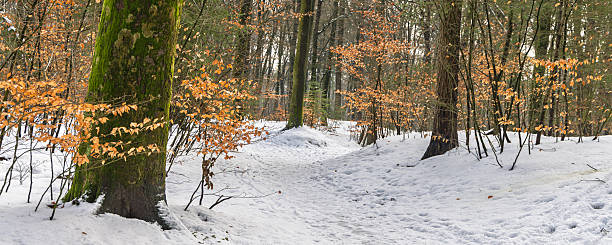 A serene image captures a stone church with a distinctive dome, lightly dusted with snow, nestled on a hillside near Stepantsminda, Georgia. Frost-covered trees stand nearby, adding to the wintry atmosphere. The overcast sky casts a soft light over the quiet, somewhat isolated scene, hinting at the tranquil beauty of the Caucasus region in early winter.