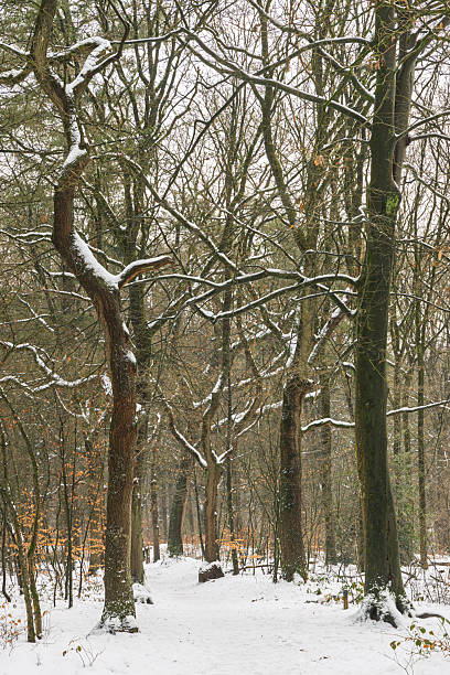 A serene Netherlands winter scene features a snow-covered forest path, bare trees, evoking calm, quiet solitude and seasonal beauty.