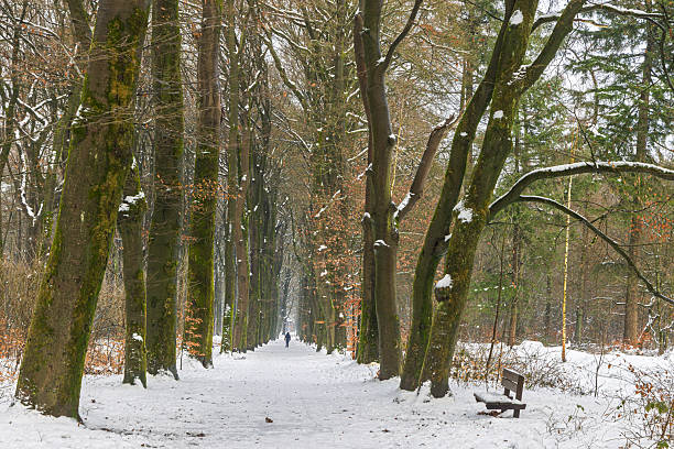 A serene Netherlands winter scene features a person with dog walking on a snow-covered forest path along bare trees with subtle orange leaves, evoking calm, quiet solitude and seasonal beauty.