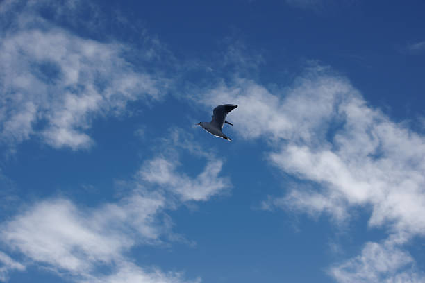 A bird is soaring through a clear blue sky filled with a few scattered clouds. The sunlight illuminates the scene, enhancing the colors of the sky. The bird's wings are spread wide, showcasing its natural grace as it glides effortlessly. The background features a vast expanse of blue, while the clouds add texture to the sky. The scene captures a moment of wildlife in motion, emphasizing the freedom and beauty found in nature.