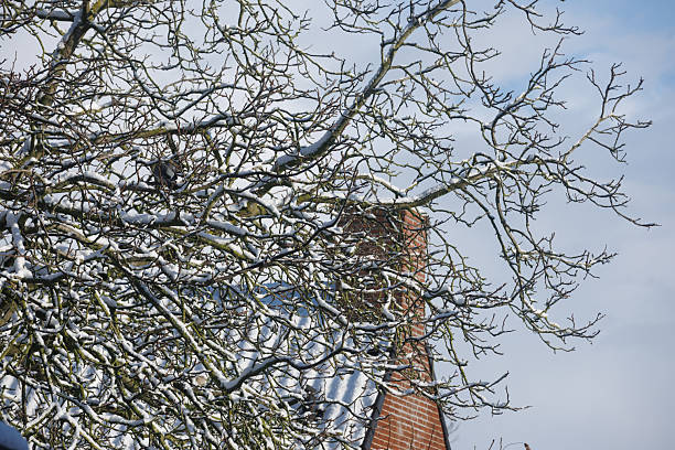 Branches of a tree are covered in snow, showing the effects of a recent snowfall. The tree is located next to a brick building, which is partially visible in the scene. The sky above is blue with fluffy white clouds, indicating a clear winter day. The snow rests lightly on the branches, creating a contrast against the dark tree bark. This scene captures the essence of winter and the beauty of nature during colder months.