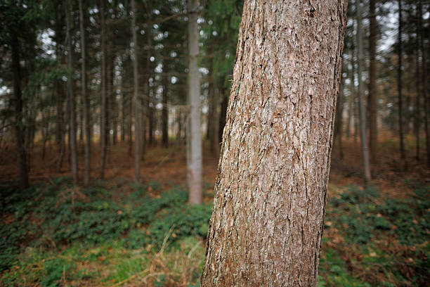 A tall, textured tree trunk is prominently displayed in the foreground, showcasing intricate bark patterns. Behind the tree, a dense forest comes into view, with green shrubs and brown leaves covering the ground. The focus on the trunk creates a sense of depth and highlights the natural texture. The scene captures the serene beauty of nature during early autumn, with calming earth tones and a blend of greenery and warmth.