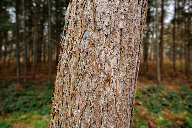 The rough and textured bark of a tree is prominently featured, creating a natural backdrop against the blurred greenery and gentle earthy tones of a forest. Tall trees stand in the background, their trunks lined neatly in a visual display of nature. Hints of autumn leaves are scattered across the ground, suggesting a peaceful and quiet atmosphere. The lighting softens the scene, inviting viewers to appreciate the beauty of the woodland environment and the intricate details of the tree's surface.